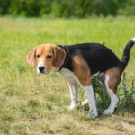 犬がウンチ前に『くるくる回る』心理４選　意外な理由や今すぐできる対処法までご紹介(ブログ)