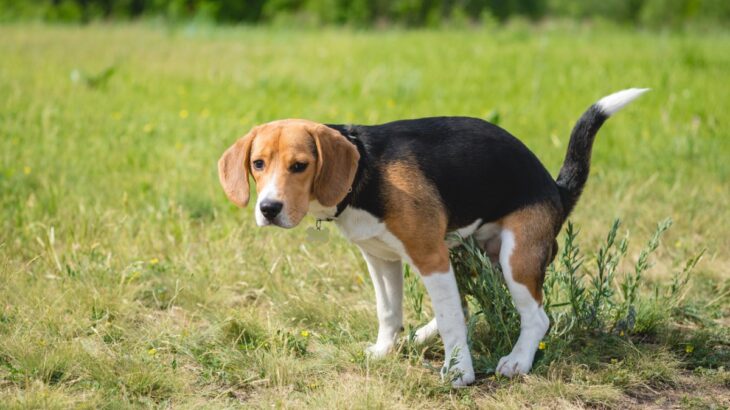 犬がウンチ前に『くるくる回る』心理４選　意外な理由や今すぐできる対処法までご紹介(ブログ)