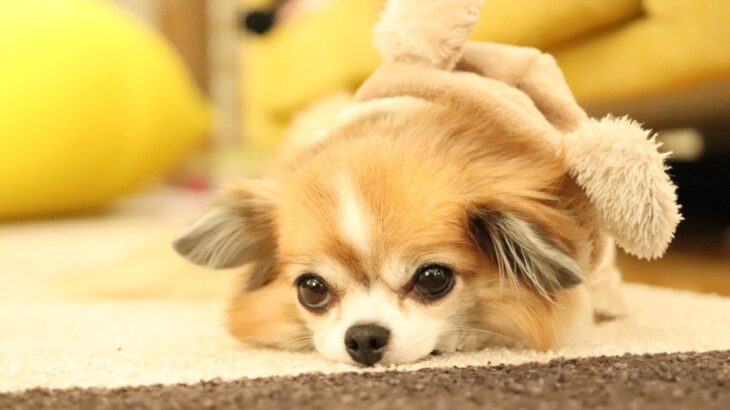 犬が『ふて寝』をする理由4つ　拗ねたような様子をみせる心理や気分転換させる方法まで(ブログ)