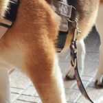 『その場所はあがっちゃダメだよ』と言われた犬→まさかの『ギリギリを攻める光景』に3万いいね集まる「セーフｗ」「足じゃないもんね笑」と反響(ブログ)