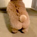 仕事から帰宅したパパを出迎える犬→喜び過ぎてしまい…疲れ吹き飛ぶ『愛おしい行動』が76万再生「愛が止まらないｗ」「高速コロッケ」と反響(ブログ)