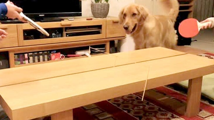 家で卓球をしていたら、横で見ていた大型犬が参加して…まさかの展開と『衝撃の表情』が29万再生「ほっぺ腫れてるみたいｗｗ」「めちゃドヤ顔」(ブログ)