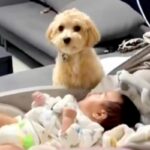 赤ちゃんが大好きな犬の『夜の過ごし方』を見てみた結果→まるでお兄ちゃんのような『ナイトルーティン』に反響「仲良し」「可愛すぎる」(ブログ)