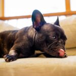 犬が『自分の体を舐める』5つの心理　やめさせた方がいいの？注意すべき状況まで(ブログ)