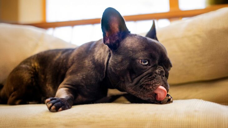 犬が『自分の体を舐める』5つの心理　やめさせた方がいいの？注意すべき状況まで(ブログ)