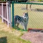 ドッグランでトイレに行った結果→大型犬が『置いていかれた』と勘違いして…想像以上に『健気な様子』が11万再生「泣きそう」「たまらない」(ブログ)