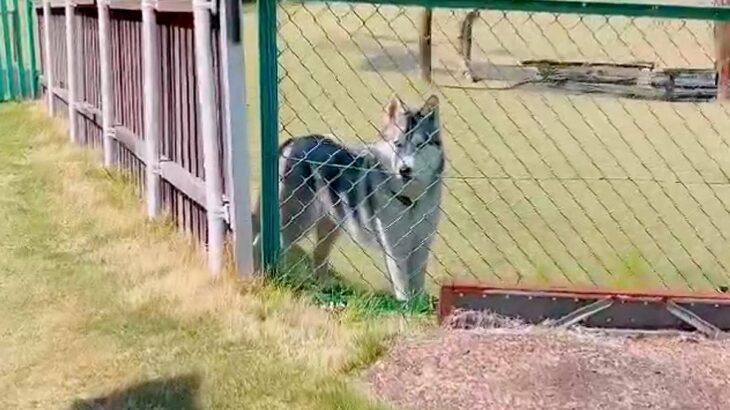 ドッグランでトイレに行った結果→大型犬が『置いていかれた』と勘違いして…想像以上に『健気な様子』が11万再生「泣きそう」「たまらない」(ブログ)