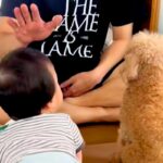 犬にしつけをしていたら、赤ちゃんが近づいてきて…まさかの『素直すぎる行動』に思わず笑ってしまうと17万再生「お利口さん」「みんな可愛い」(ブログ)