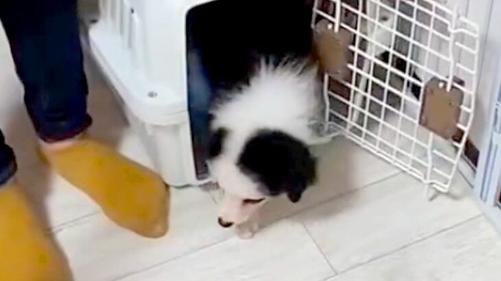 ごはんをゆっくり食べている子犬→『大人しい子かな』と思っていたら…家に来てから『1年後の光景』が最高すぎると絶賛「最高の相棒」「可愛い」(ブログ)