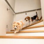 犬が『階段を上り下り』するのは危険？やめさせるべき理由や起こり得るトラブルまで(ブログ)