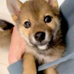 『5キロくらいで成長が止まる』と言われた豆柴→愛情いっぱい育てた結果…4年後の『まさかの成長っぷり』が話題「幸せで大きくなったんだね」(ブログ)