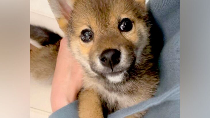 『5キロくらいで成長が止まる』と言われた豆柴→愛情いっぱい育てた結果…4年後の『まさかの成長っぷり』が話題「幸せで大きくなったんだね」(ブログ)