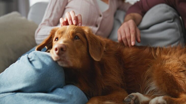 シャイな性格の犬がみせる『愛情表現』5選　可愛すぎる行動や控えめなワンコへの接し方まで(ブログ)
