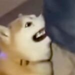 お散歩の帰り道『絶対に帰りたくない犬』が、お父さんに向かって…とんでもなく可愛い『抗議の仕方』が12万再生「愛深すぎる」「拒否柴の逆ｗ」(ブログ)