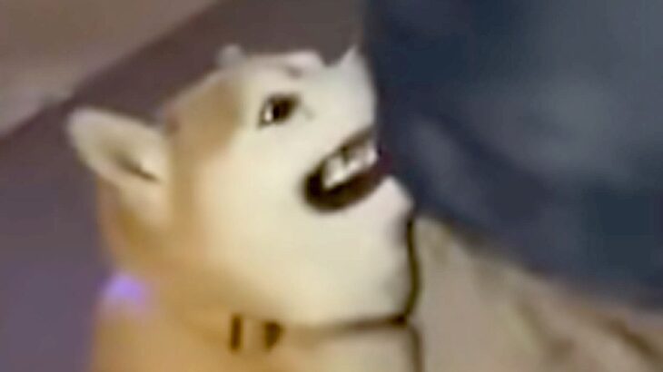 お散歩の帰り道『絶対に帰りたくない犬』が、お父さんに向かって…とんでもなく可愛い『抗議の仕方』が12万再生「愛深すぎる」「拒否柴の逆ｗ」(ブログ)