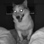 『最近寝不足が続いている』と思ったので、カメラを設置してみた結果→深夜に犬が…『まさかの原因』が81万表示「夜行性？ｗ」「絶対寝れんｗ」(ブログ)