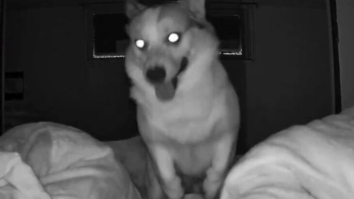 『最近寝不足が続いている』と思ったので、カメラを設置してみた結果→深夜に犬が…『まさかの原因』が81万表示「夜行性？ｗ」「絶対寝れんｗ」(ブログ)