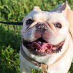 犬が嬉しがる『ワード』５選　どんな言葉をかけるべき？大喜びしているときに見せる行動まで(ブログ)