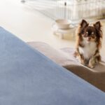 犬が遠くから『飼い主を見つめてくる』心理４つ　なぜ観察してくるの？行動の意味まで解説(ブログ)