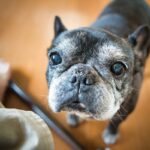 犬が『飼い主を追いかけている』ときの心理6つ　愛犬が後をついてくる理由や注意点まで(ブログ)