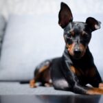 『トリミングに行かなくてもいい』犬種5つ　適切なお手入れ方法までご紹介(ブログ)