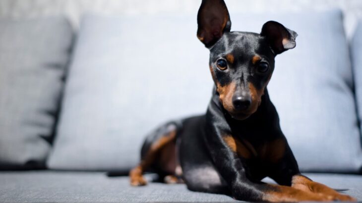 『トリミングに行かなくてもいい』犬種5つ　適切なお手入れ方法までご紹介(ブログ)