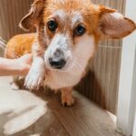 犬にやってはいけない『過剰なお世話』６選　逆効果となる絶対NG行為や適切なケアまで(ブログ)