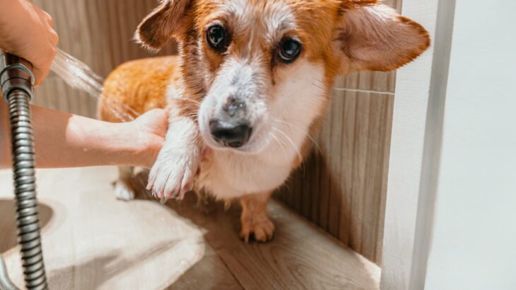 犬にやってはいけない『過剰なお世話』６選　逆効果となる絶対NG行為や適切なケアまで(ブログ)