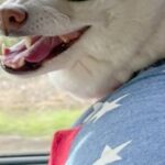 『お前のところの犬、もののけ姫に出てるやん』といつも言われるワンコ→そのまんま過ぎる『衝撃の表情』に8万いいね「セリフ聞こえる」「最高」(ブログ)