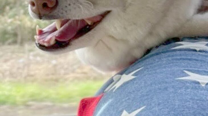 『お前のところの犬、もののけ姫に出てるやん』といつも言われるワンコ→そのまんま過ぎる『衝撃の表情』に8万いいね「セリフ聞こえる」「最高」(ブログ)