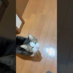 父ちゃん待って(YouTube)