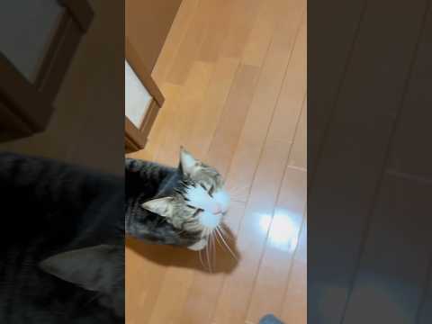 父ちゃん待って(YouTube)