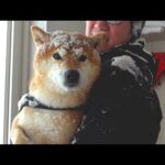 柴犬と心が折れかけた大雪が、これ(YouTube)