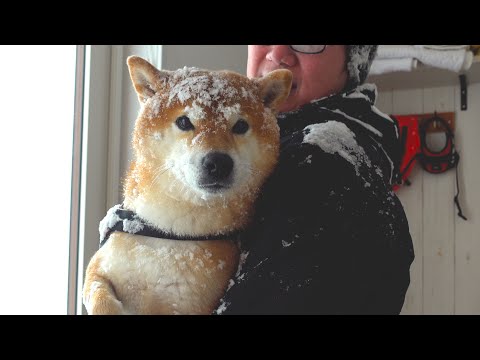 柴犬と心が折れかけた大雪が、これ(YouTube)