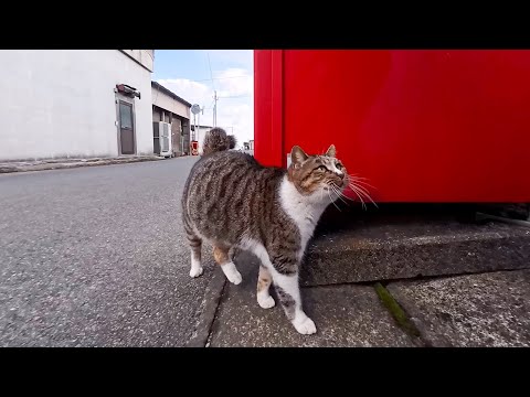 ワンワン猫と猫島の通りを歩く(YouTube)