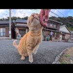 撫でるの止めた瞬間に手を掴んでおねだり！猫島の甘えん坊が可愛すぎた(YouTube)