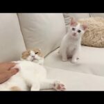 甘えたいけど年功序列なので控えめに待ってる新入り子猫が可愛すぎましたw(YouTube)