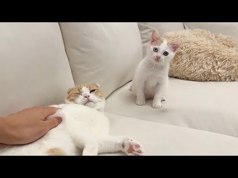 甘えたいけど年功序列なので控えめに待ってる新入り子猫が可愛すぎましたw(YouTube)