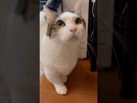 何を言うてんの？(YouTube)