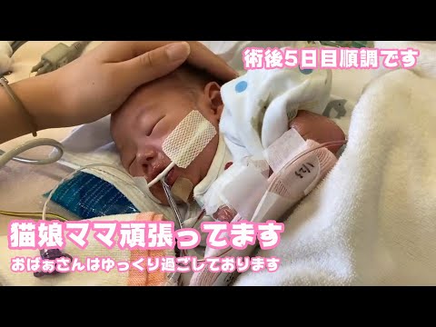 猫娘ママも頑張ってます  おばぁさんはゆっくり過ごしています  そしてNNN恐るべし   2026 01 25 2(YouTube)