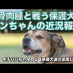 【骨肉腫と戦う】リンちゃんの近況報告(YouTube)