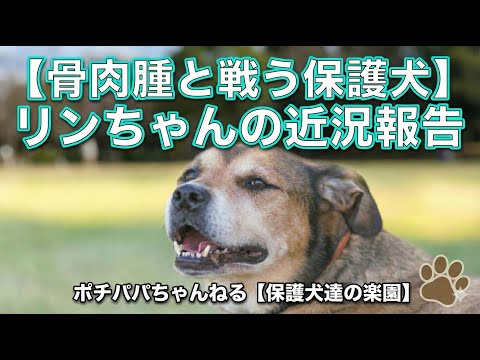 【骨肉腫と戦う】リンちゃんの近況報告(YouTube)