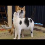 柴犬が悩みで苦しんでいると、可愛い現象が起きました(YouTube)