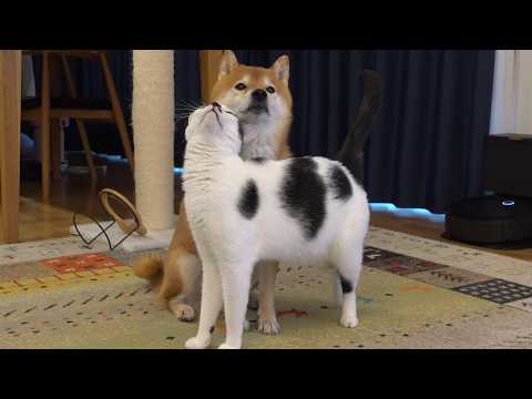 柴犬が悩みで苦しんでいると、可愛い現象が起きました(YouTube)