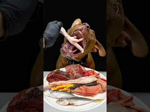 骨ごと噛み砕く咀嚼音がたまらない(YouTube)