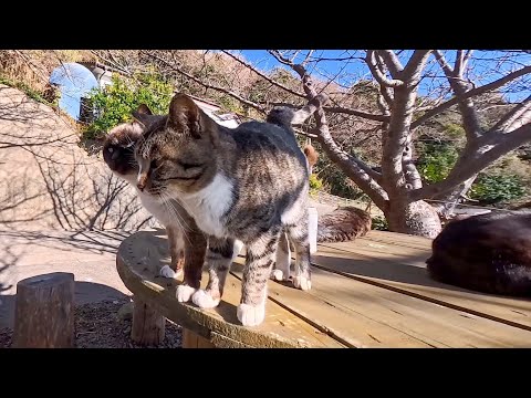 猫島で道路脇に置いてあるテーブルでノンビリ休む猫たちに癒やされる(YouTube)