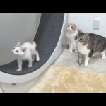 ヤンチャすぎる新入り子猫を一日中守ってくれてる先輩たちが優しすぎました…(YouTube)