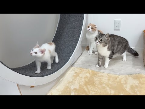 ヤンチャすぎる新入り子猫を一日中守ってくれてる先輩たちが優しすぎました…(YouTube)