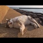 防波堤で出会った黒猫ちゃん、機嫌よくモフられに来たけど後からきたライバル猫に追い払われる(YouTube)