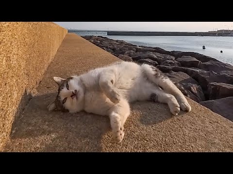 防波堤で出会った黒猫ちゃん、機嫌よくモフられに来たけど後からきたライバル猫に追い払われる(YouTube)
